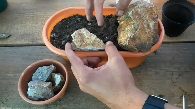 Ambientando una Mammillaria plumosa - by Desert plants смотреть онлайн