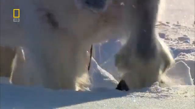 Дикая природа России Сибирь 1 смотреть онлайн