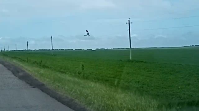 Коршун парит на дорогой по дороге в с Протасово Лямбирского района Мордовии смотреть онлайн