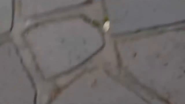 Ястреб поймал ЗМЕЮ и бросил на ЛЮДЕЙ ( СМОТРЕТЬ ВСЕМ) смотреть онлайн