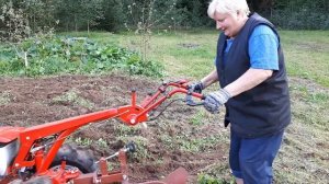 Легендарный МОТОБЛОК МТЗ Беларус |  ПАШЕМ на пару с ТЕЩЕЙ