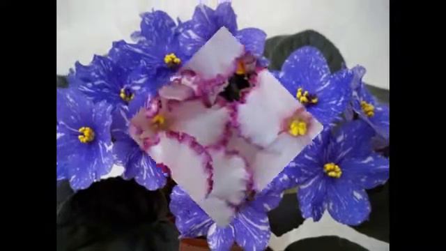 Фиалки смотреть онлайн