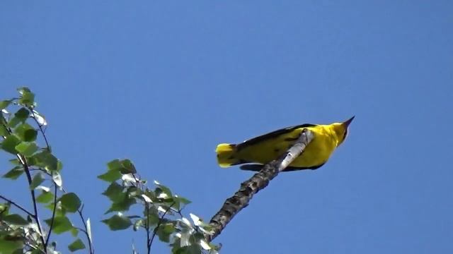 Пение птиц и как поет иволга пение иволги смотреть онлайн