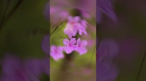 Татьяна Штырева , Анатолий  Арсаланов - Гимн Бурятии  . 💯 ЛЕТ РЕСПУБЛИКИ БУРЯТИИ !