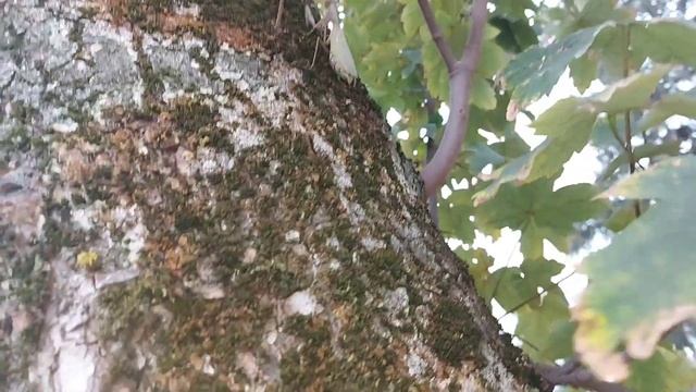 Богомол смотреть онлайн