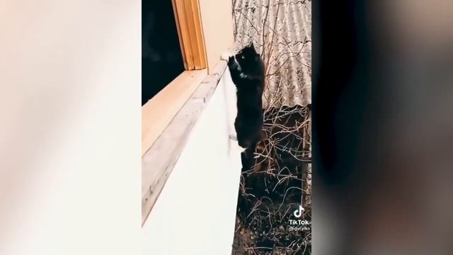 Смешные котики #78.mp4 смотреть онлайн