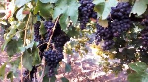 Обзор ГФ Изюмский мускат (2020г.)