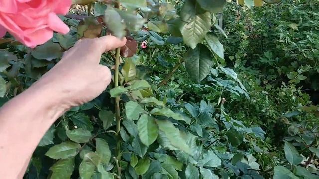 Розы. Айсберг флорибунда и Айсберг клайминг в чем отличие. Варианты формирования куста розы. смотреть онлайн