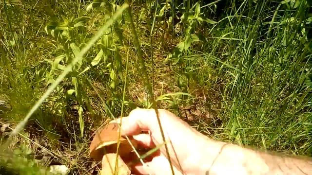 ГДЕ РАСТУТ БЕЛЫЕ ГРИБЫ В ПОДМОСКОВЬЕ