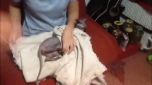 делаем укол кошке