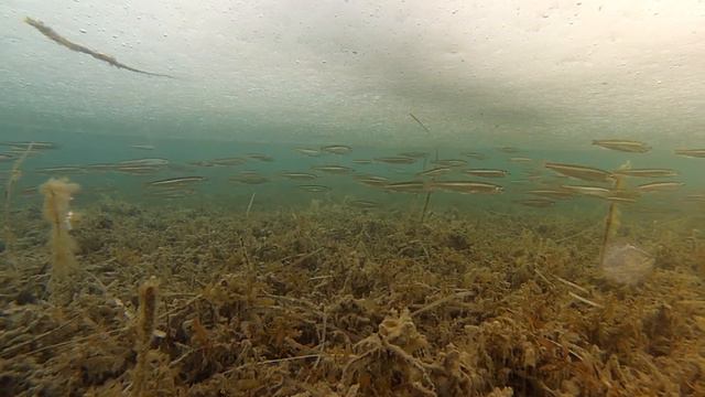 Миноноска - 24 марта 2014 года смотреть онлайн