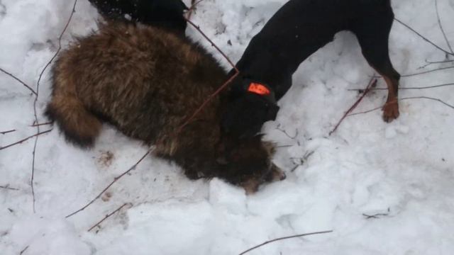 Ягд против жирного енота. смотреть онлайн