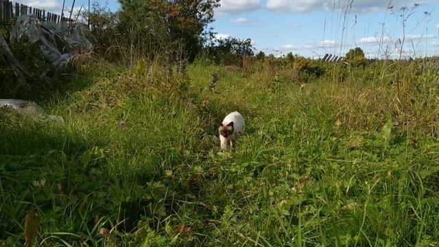 Деревенские зарисовки. Ребятам о зверятах. Деревня Маялово, Подосиновский район, Кировская, 2019 смотреть онлайн