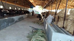 Замонавий услубда мол бокиш ва молхона куриш