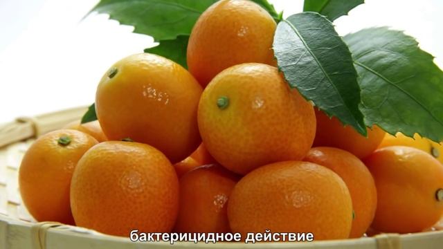Что за Экзотический Фрукт Кумкват? смотреть онлайн