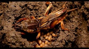 Сделай Так И МЕДВЕДКА Исчезнет Навсегда / Самый Эффективный Способ Борьбы С Капустянкой