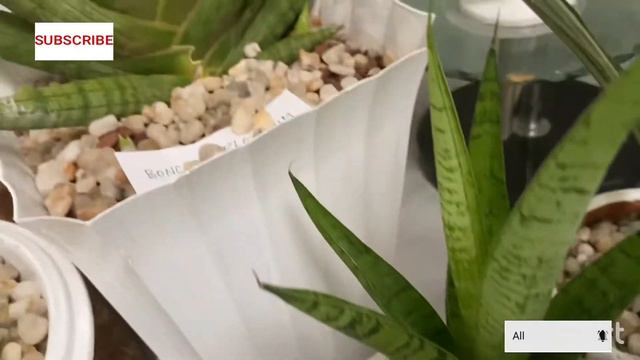 MY SANSEVIERIA COLLECTION AND SOME PROPAGATING TIPS смотреть онлайн