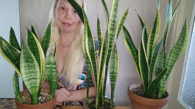 ОТЛИЧИЯ сансевиерий Лауренти и Футура Суперба #сансевиерия смотреть онлайн