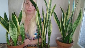 ОТЛИЧИЯ сансевиерий Лауренти и Футура Суперба #сансевиерия