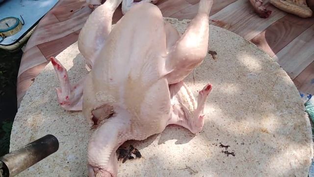 Тушка бройлера в два с половиной месяца. Как опаливаю и чем кормлю. смотреть онлайн