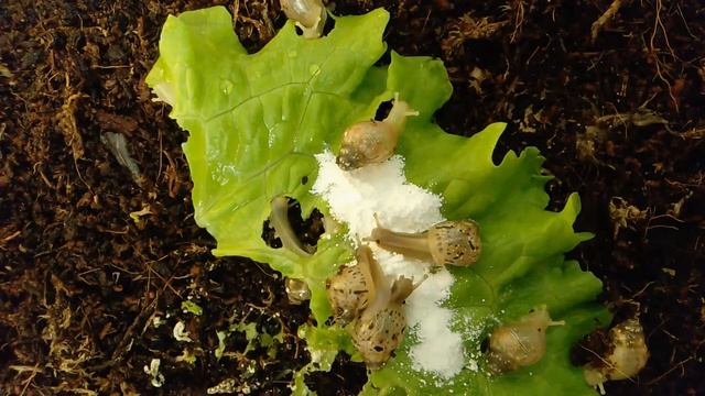 Улитята ахатины ужинают смотреть онлайн