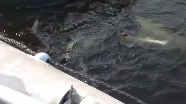 Бугас ( Николаевка ) 24 сентября 2016г.