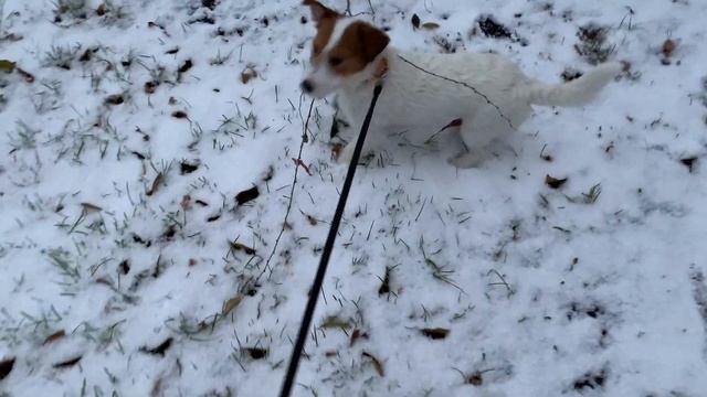 Первый снег 2020. Будни Джек Рассел терьера.