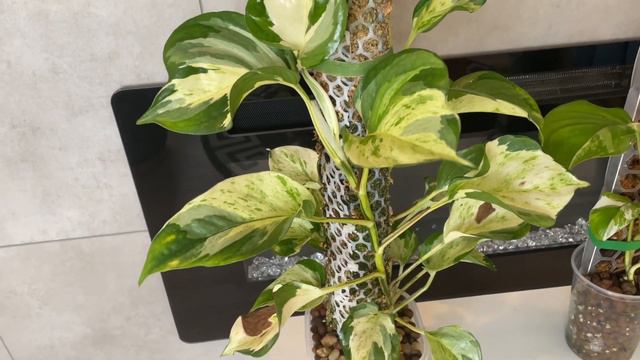 Variegation Party- Plant Collection смотреть онлайн