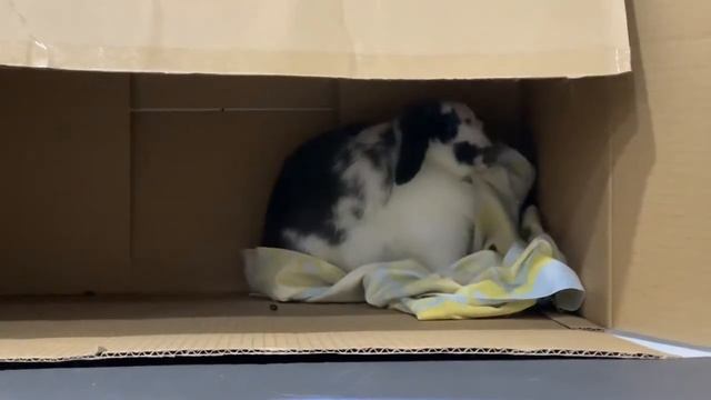 A GOGO rabbit chew a hole смотреть онлайн