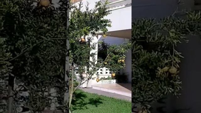 Гранатовые деревья! смотреть онлайн