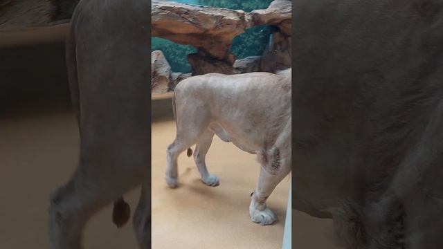 Лев-царь зверей.Зоопарк новый.89033135241#гульназлатыпова смотреть онлайн