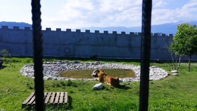 В саванне воцарился мир и покой.Все поделено и распределено.Абас не в обиде. Сафари парк Прайд.06.2 смотреть онлайн
