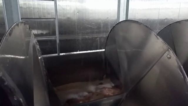 Efficient Screw Pre-chilling Machine for Chicken Slaughter Line | Eruis смотреть онлайн