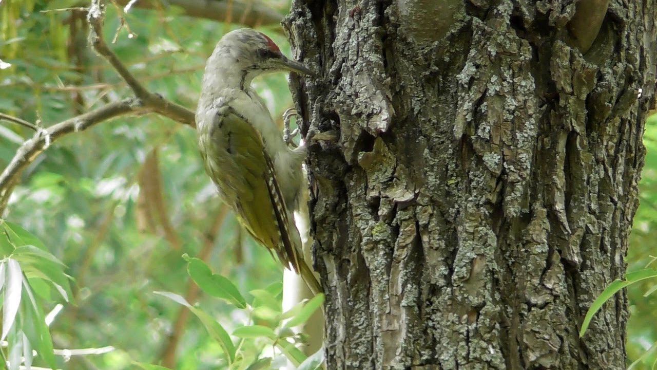 Седой Дятел / Grey-headed woodpecker / Picchio cenerino смотреть онлайн