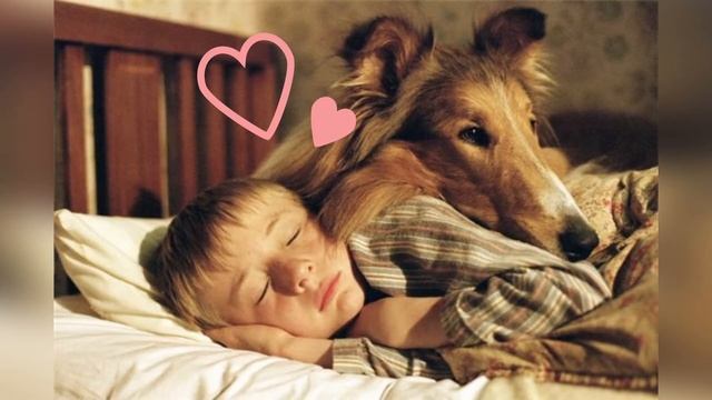 ТОП - 5 пород собак || Какую породу собаки выбрать для ребенка ПОСЛЕ 5 лет в квартиру? смотреть онлайн