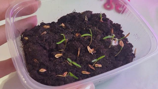 Обещала показать-показываю! Всходы рассады сезона 2024🌿 смотреть онлайн