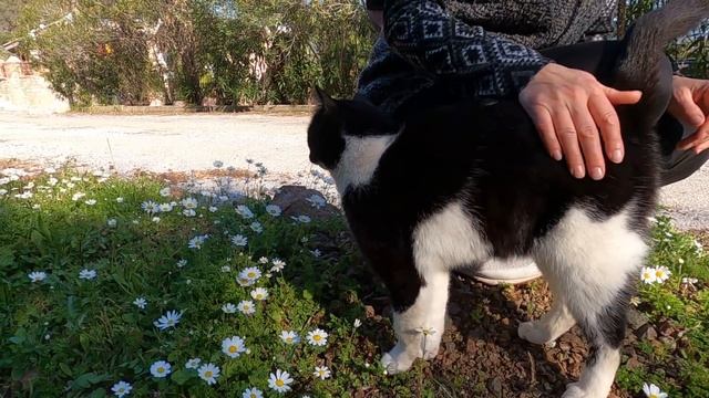 Pink nosed cat meowing and trilling at same time is unbelievably cute смотреть онлайн