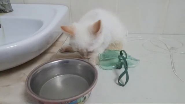 В гостях у котенка Айсика: лечим. Помощь: 5363542307136821 смотреть онлайн