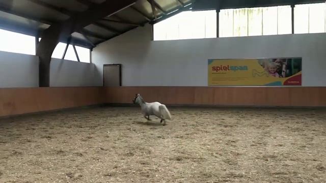 Diego 5y Mini- Appaloosa - Pony смотреть онлайн