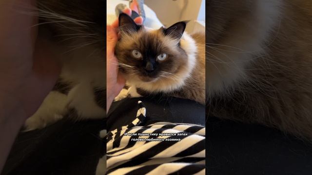 Вот почему кошка спит у головы хозяина смотреть онлайн