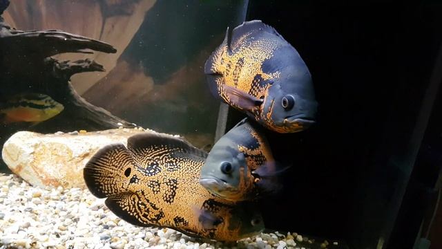 Astronotus ocellatus #4 смотреть онлайн