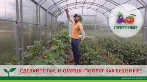 СДЕЛАЙТЕ ТАК И ОГУРЦЫ ПОПРУТ КАК БЕШЕНЫЕ
