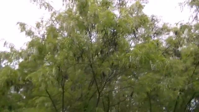 Готовимся к кочевке на акацию. смотреть онлайн