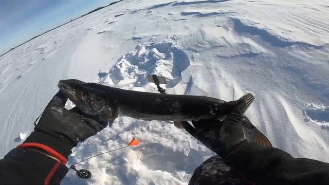 БАЛАНСИРЫ ВЫРУЧИЛИ! ЛОВЛЮ НА НИХ ОКУНЕЙ И СТАВЛЮ ИХ НА ЖЕРЛИЦЫ. #EsoxRaptor #рыбалка #жерлицы смотреть онлайн