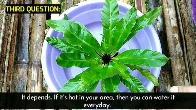 BIRD'S NEST FERN CARE TIPS / Q&A BY ANAK BUKID смотреть онлайн