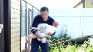 Индюки Хайбрид Конвертер 4 месяца, откорм кормом для несушек.