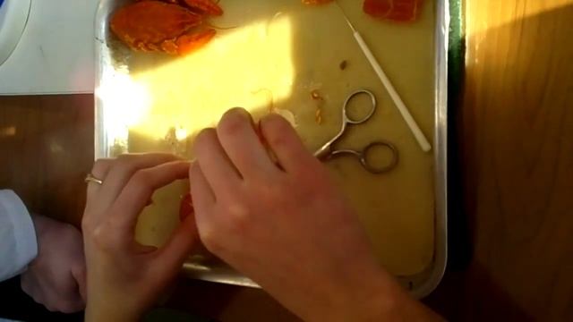 Речной рак смотреть онлайн