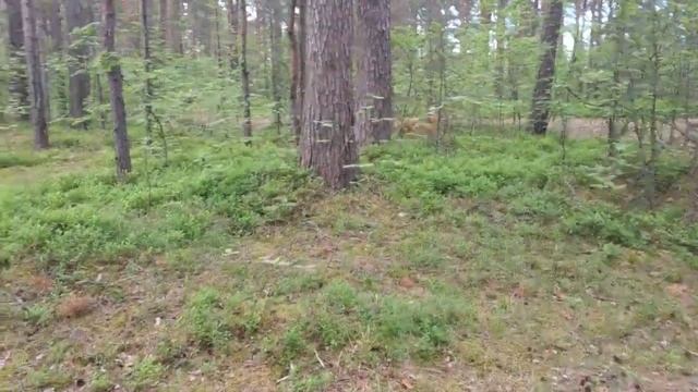 Цветёт земляника и ландыши . Комары !!!! смотреть онлайн