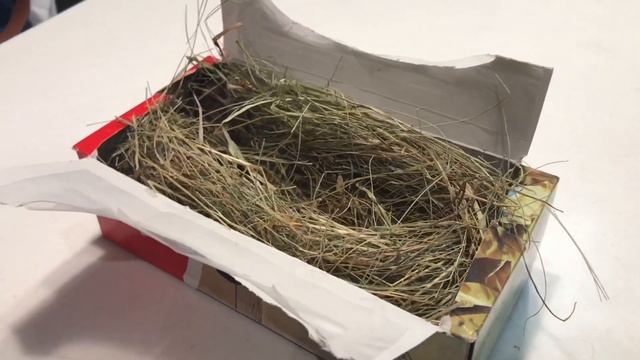 Наша Дача 2017 (спасение птенцов) смотреть онлайн