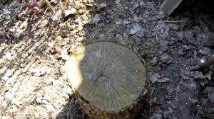 Выращивание грибов вешенки на пеньках и дереве.